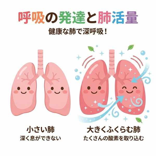 呼吸器（肺）